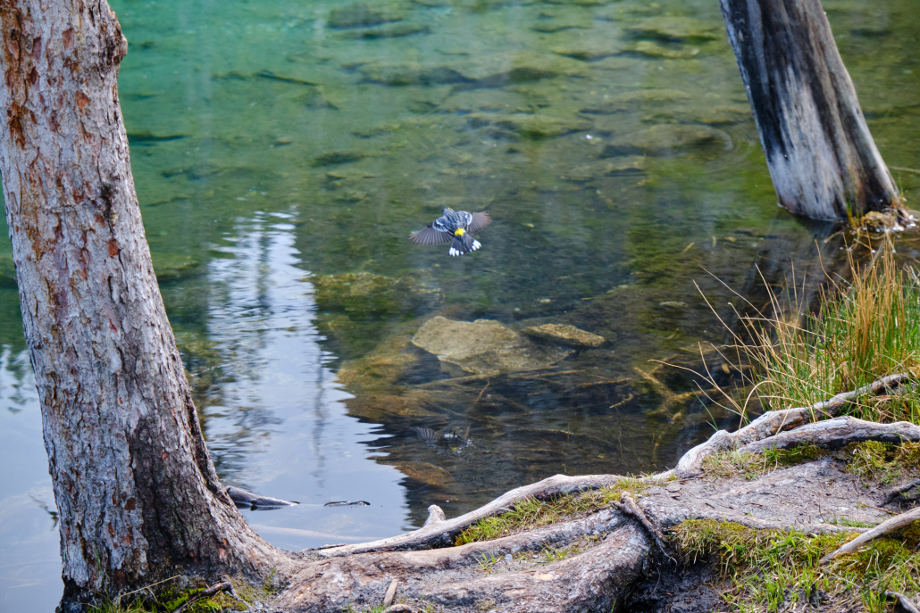 a-bird-flies-over-grassi-lakes